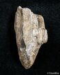 Tyrannosaurid Tooth Fragment - T-Rex #3005-1